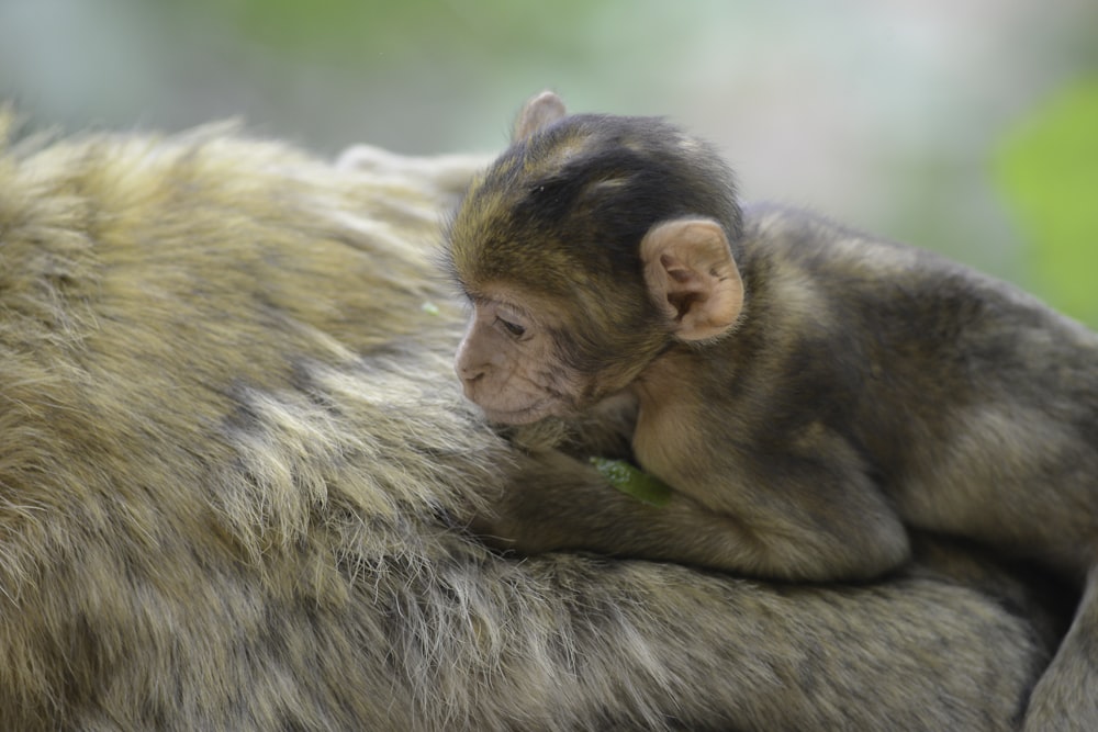 a monkey lying on a rock