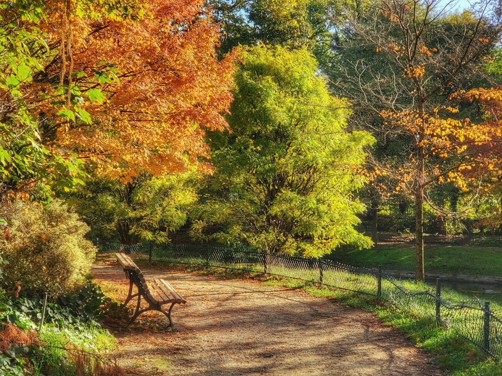 a path with trees on either side