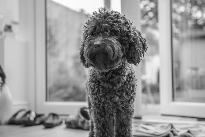 Kameraya dikkatle bakan itaatli duruşlu köpek yavrusu