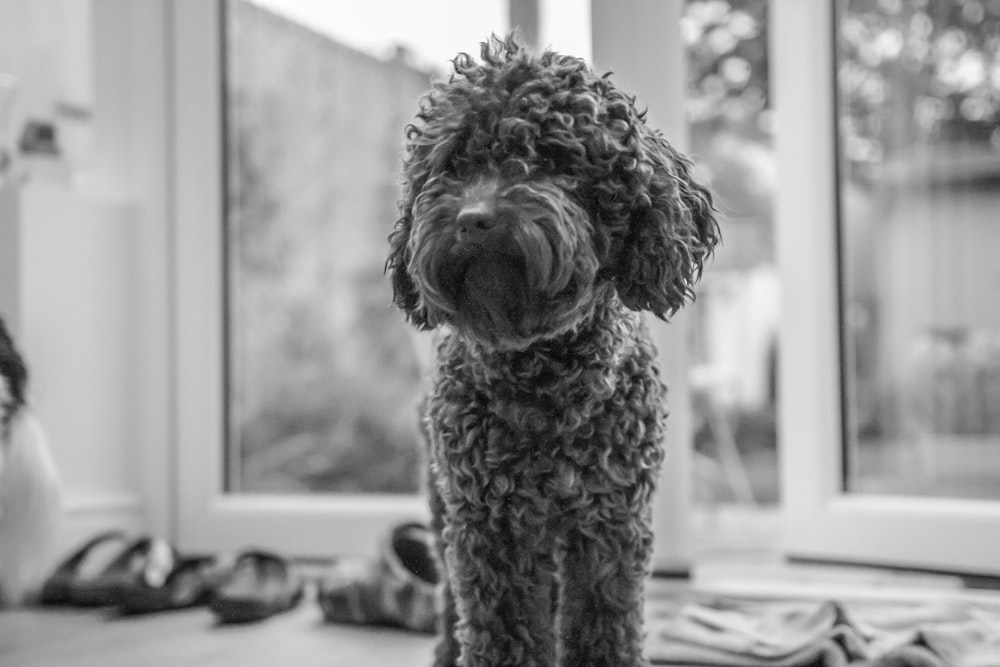 a dog sitting on a table