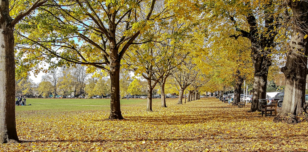 a park with trees and benches