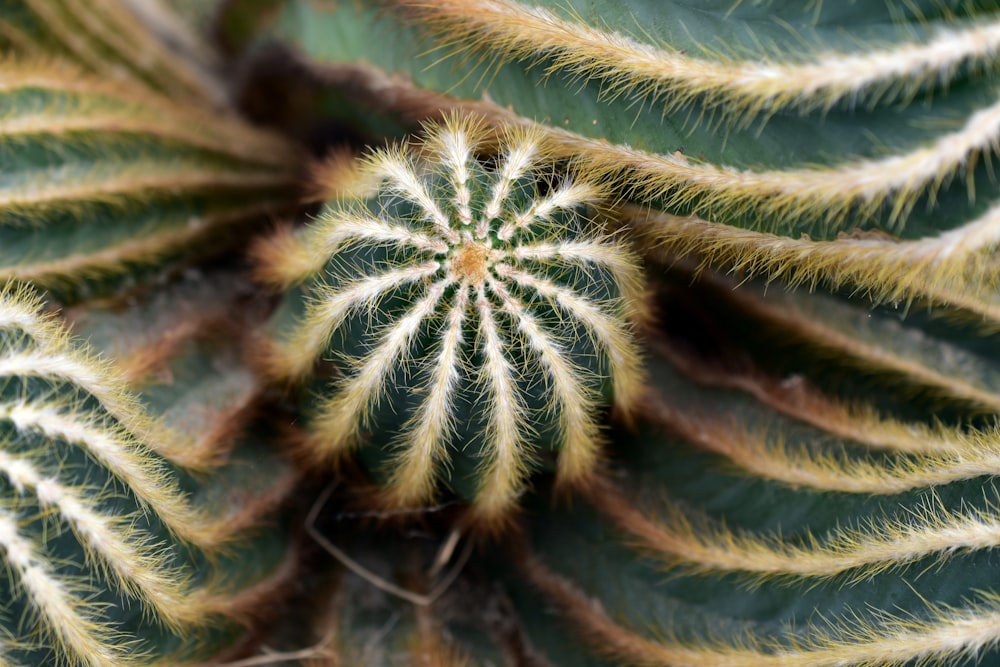 a close up of a plant