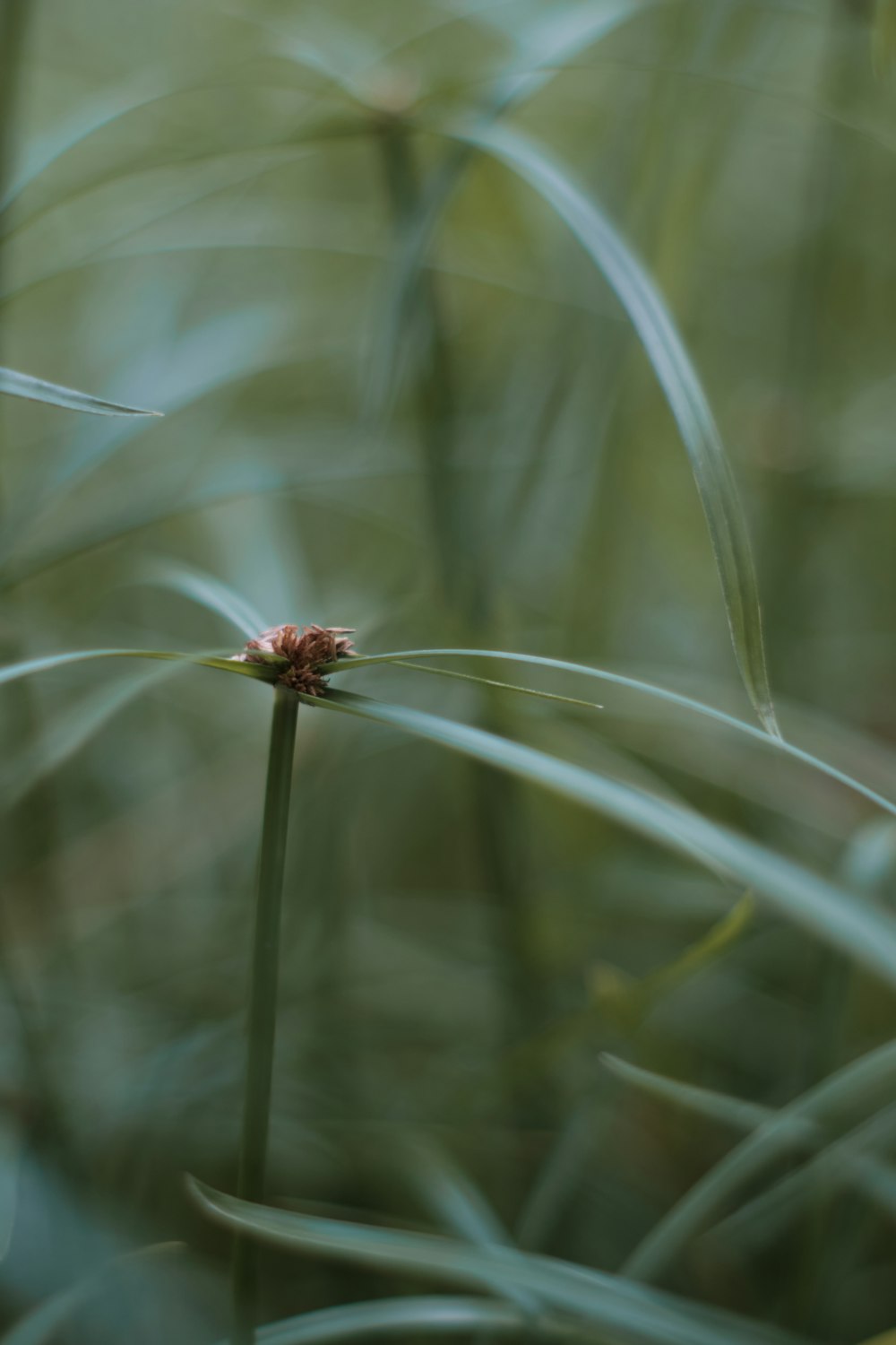 a bug on a plant