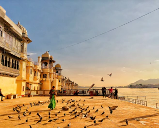a group of birds gather by a building