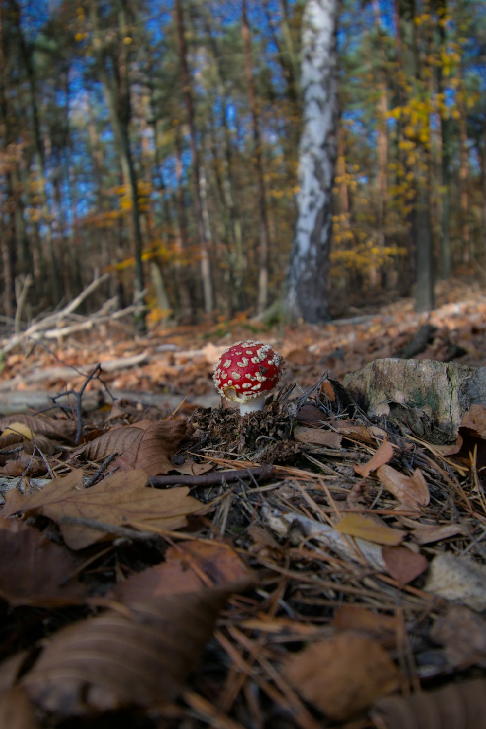 a mushroom growing in the woods