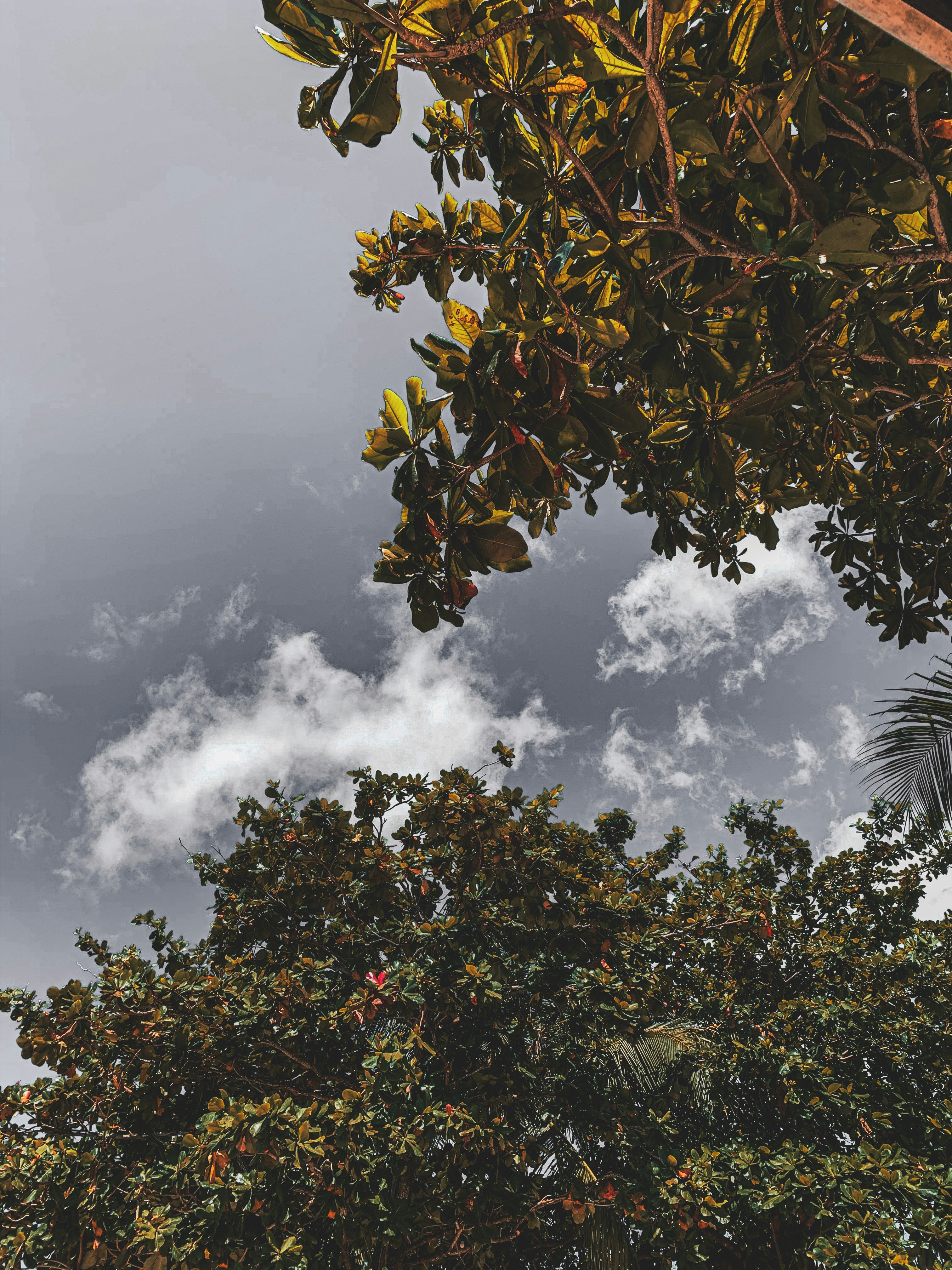 a tree with leaves and clouds in the background