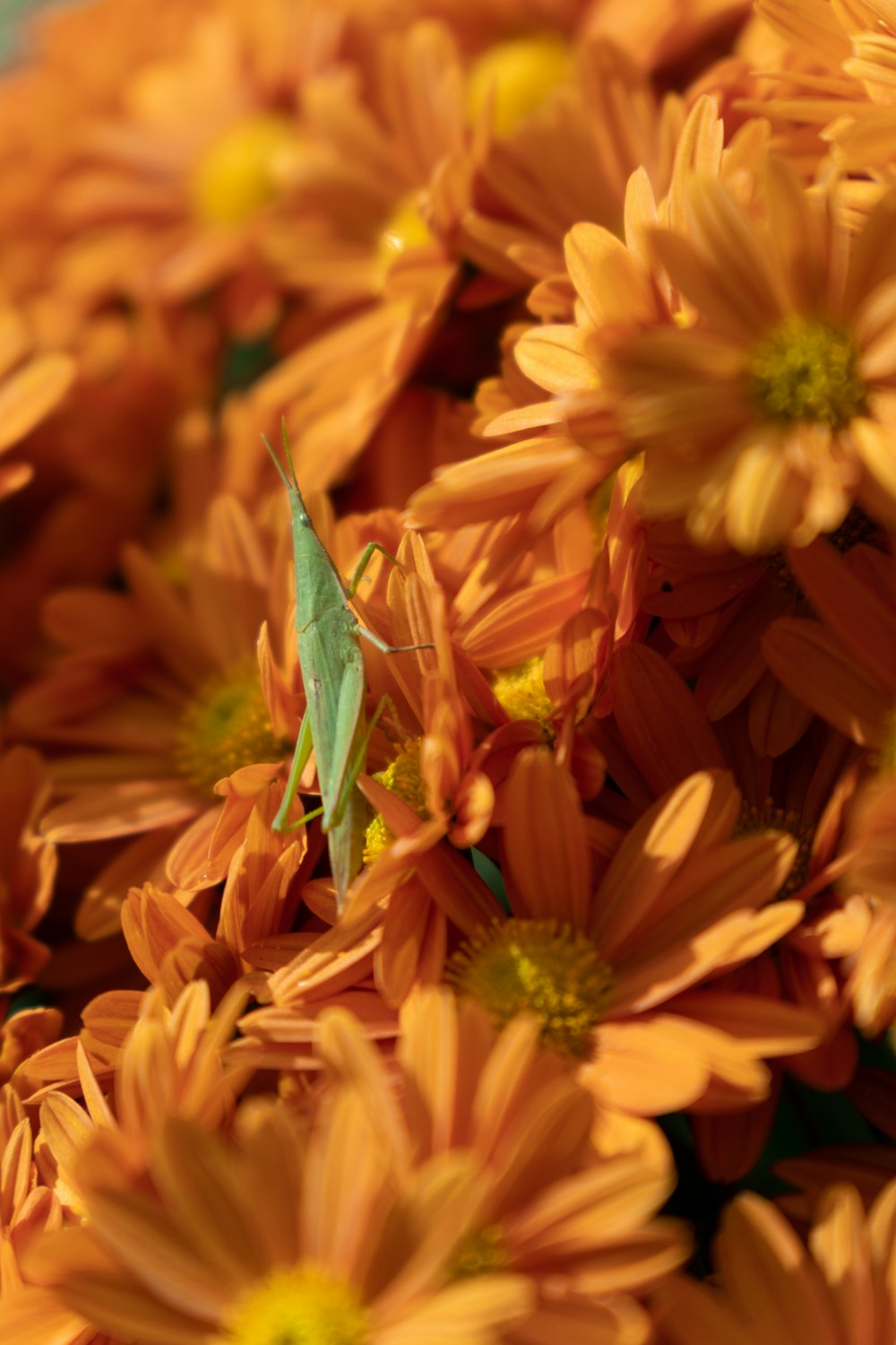 a bug on a flower