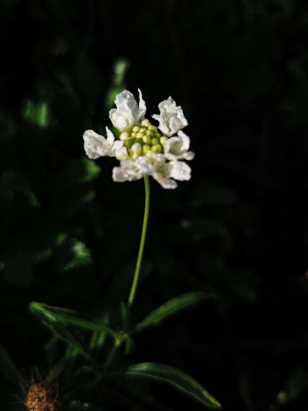 a close-up of a flower