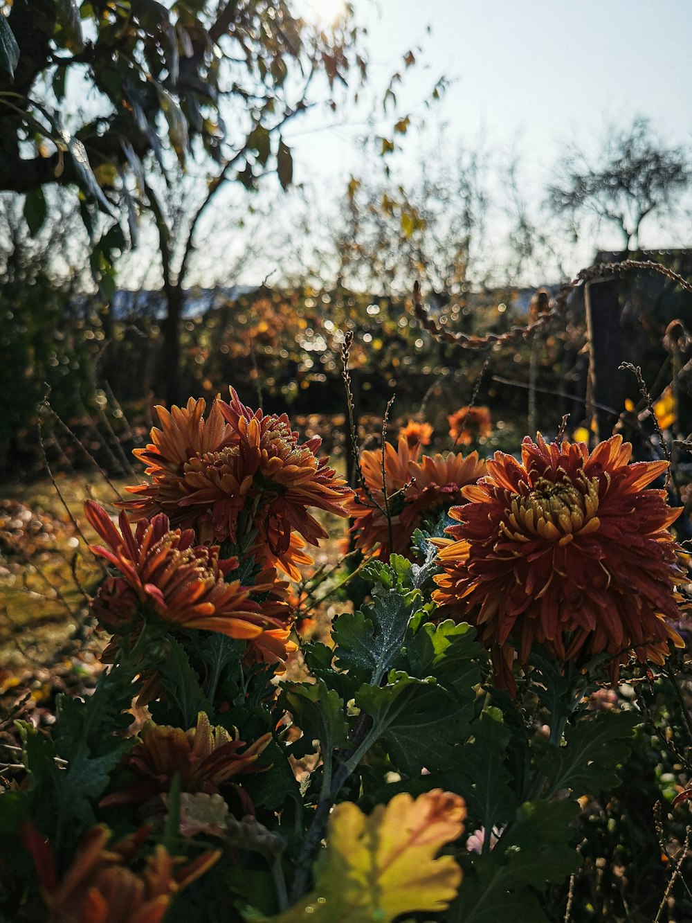 a group of flowers