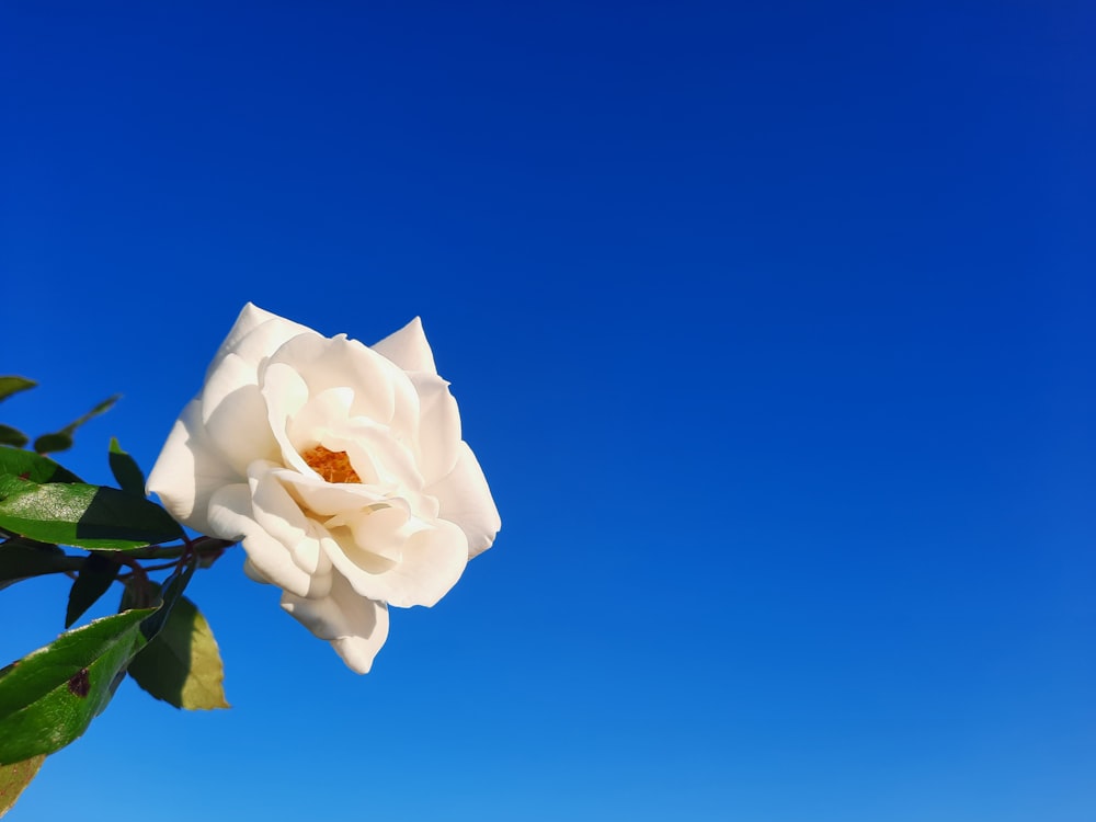 a white flower on a branch