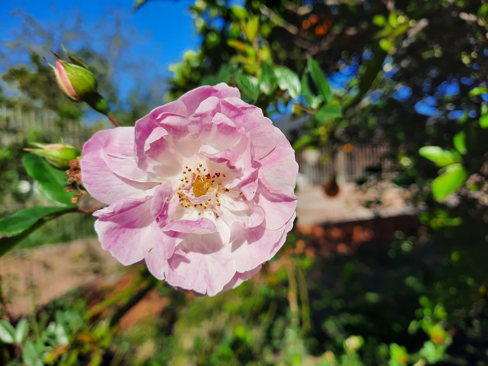 a pink flower on a bush