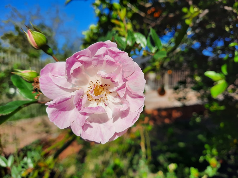 Une fleur rose sur un buisson