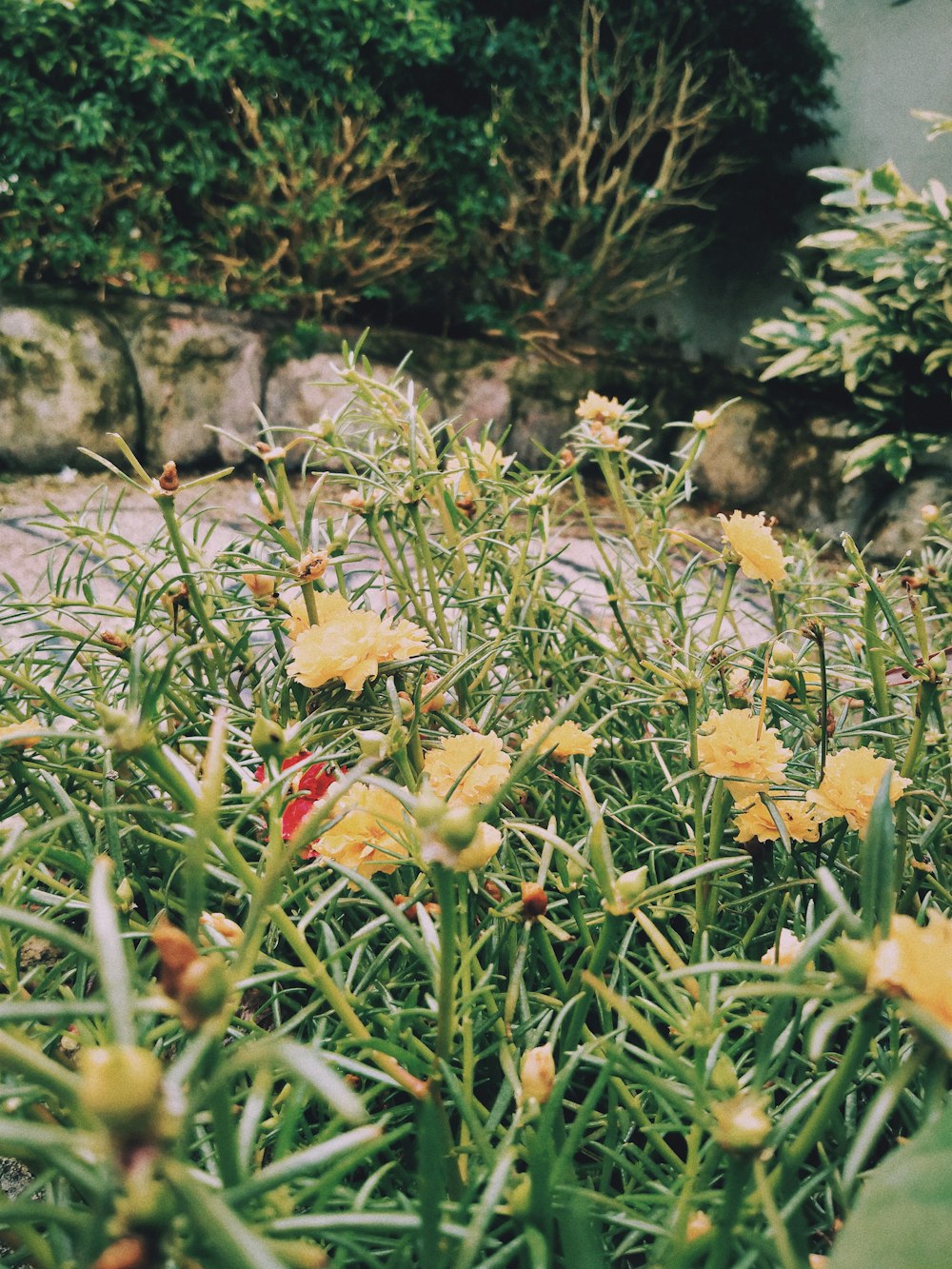 Un grupo de flores