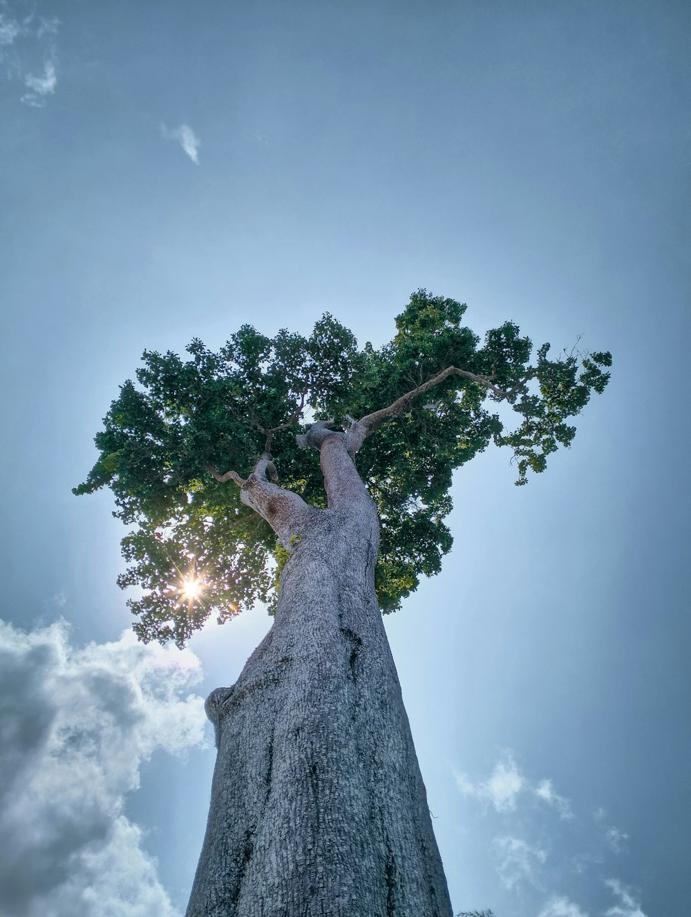 a tree with a large trunk