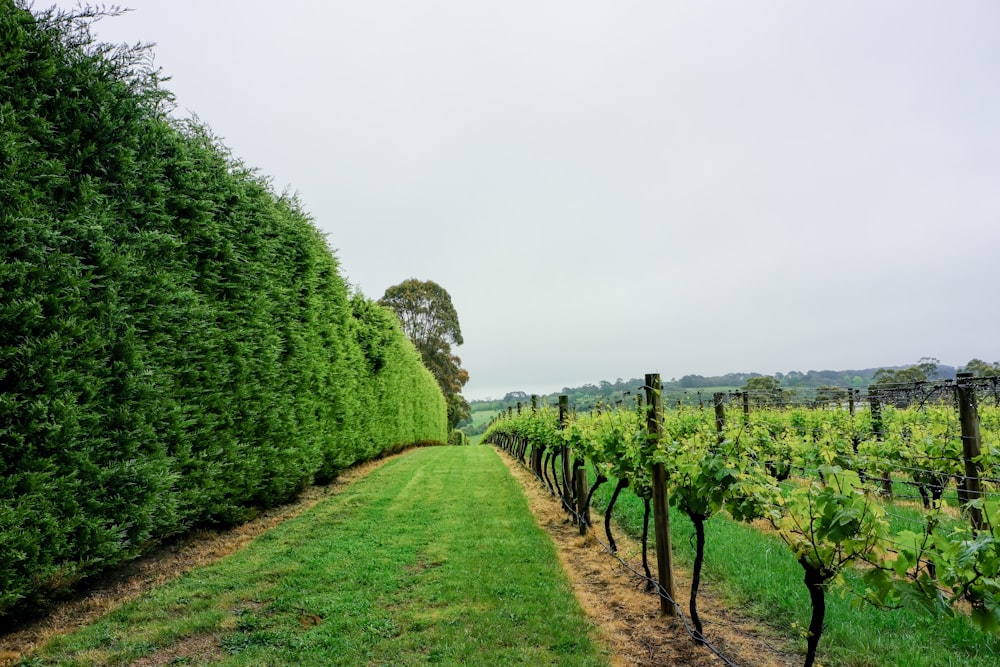 rows of green vines