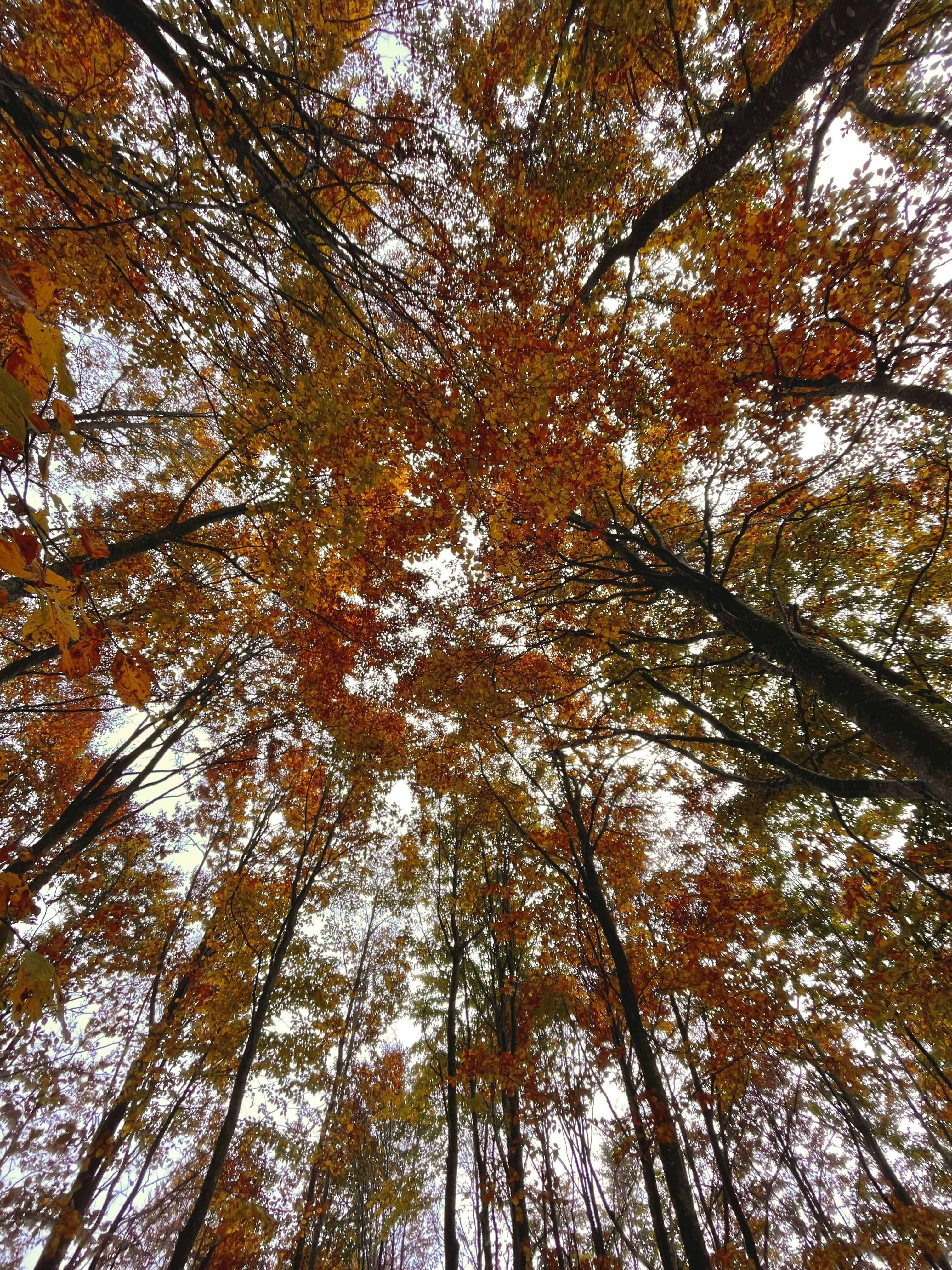 a group of trees with orange leaves
