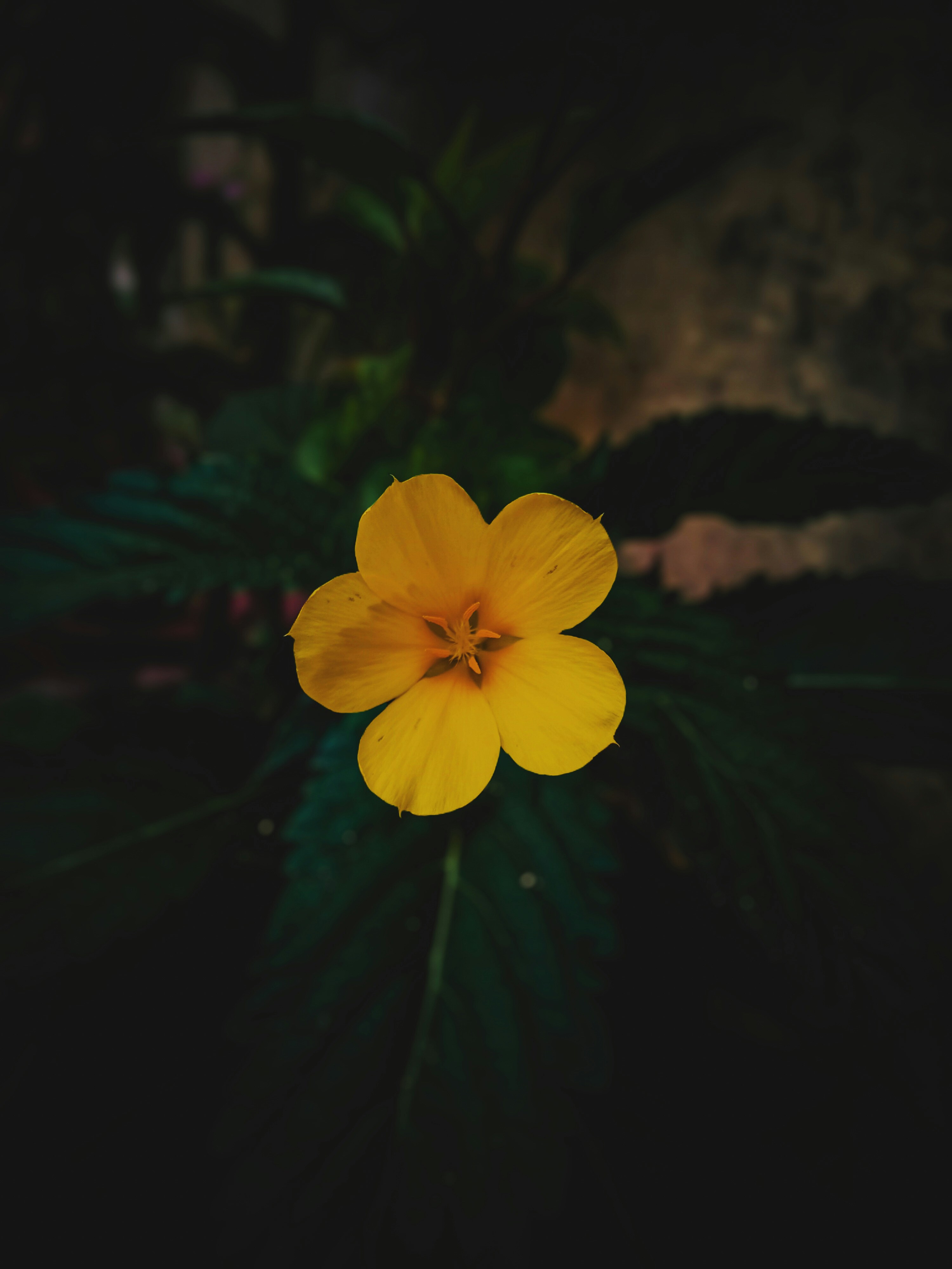 une fleur jaune aux feuilles vertes