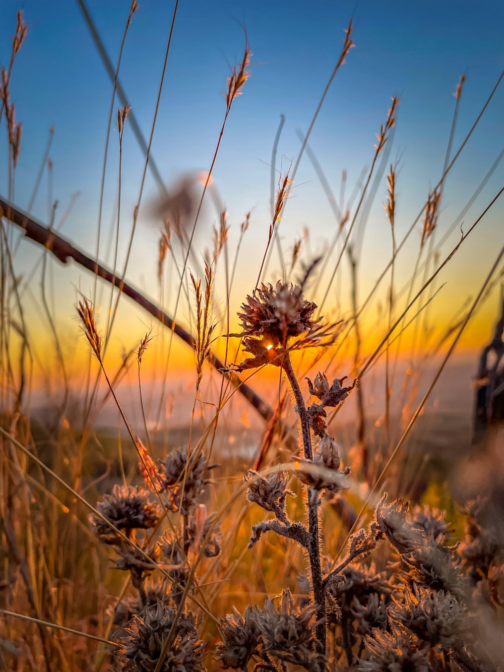 a close up of a plant