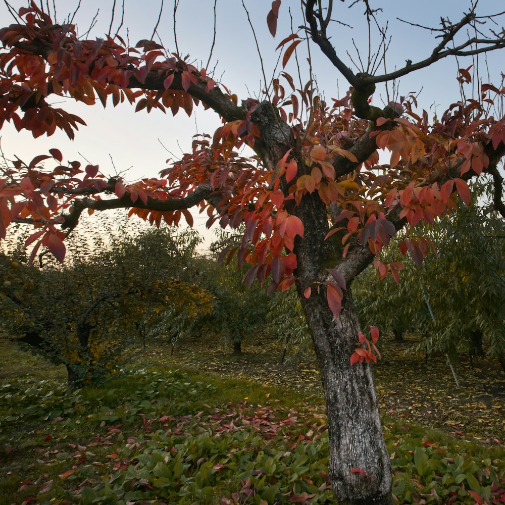 a tree with red leaves