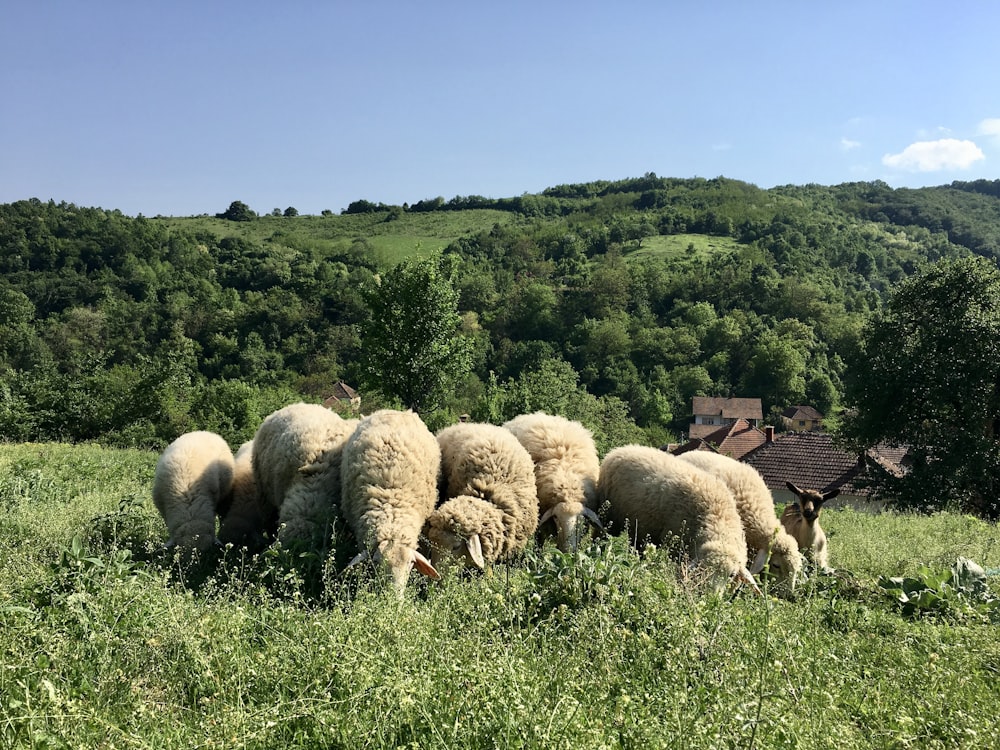 Eine Gruppe von Schafen, die auf einem Feld grasen