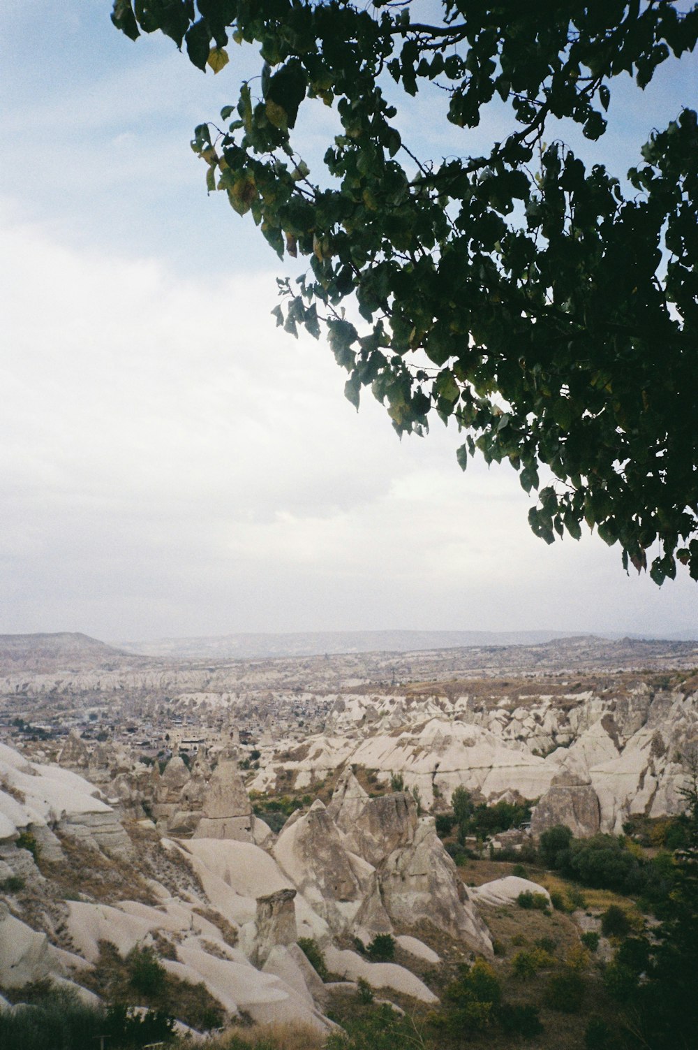 a tree in front of a canyon