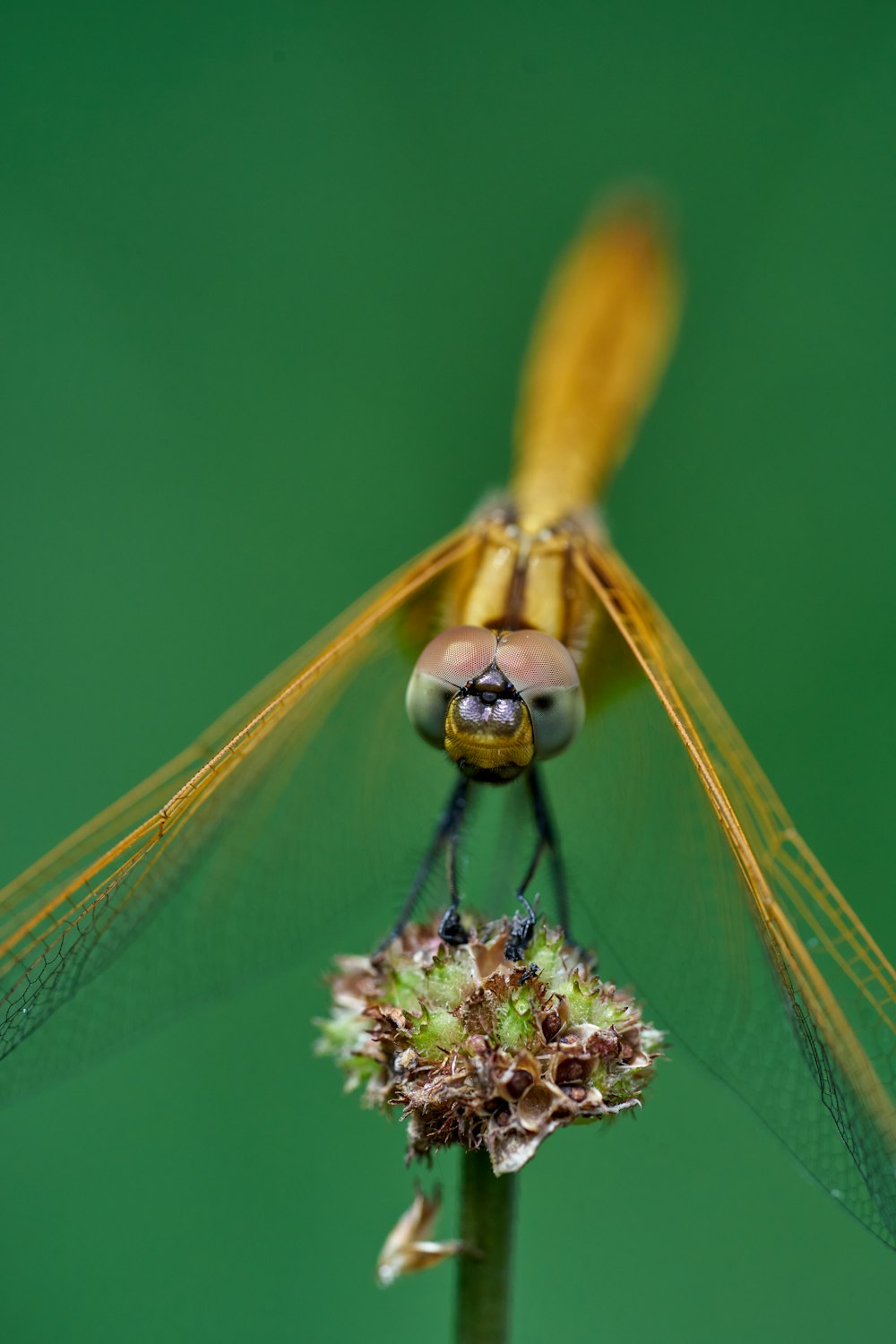 a bug on a flower