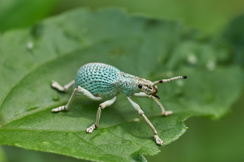 Ein Käfer auf einem Blatt