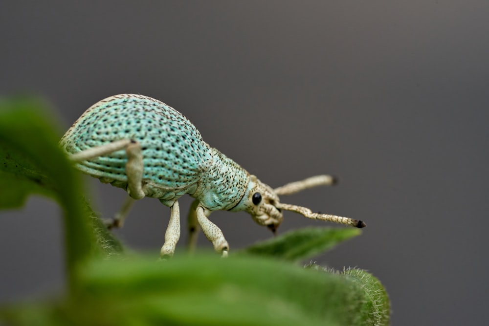 ein grünes Insekt auf einem Blatt