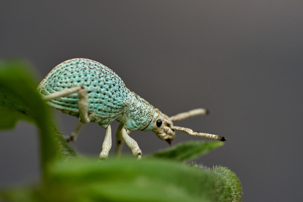 a green insect on a leaf