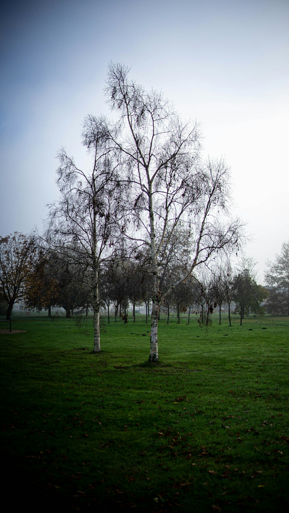 a group of trees in a field