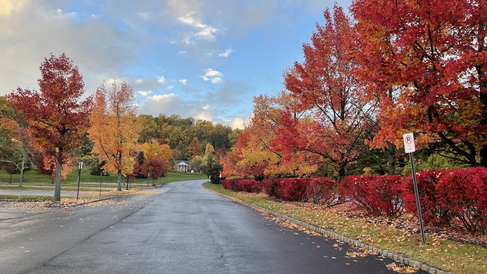 a road with trees on either side