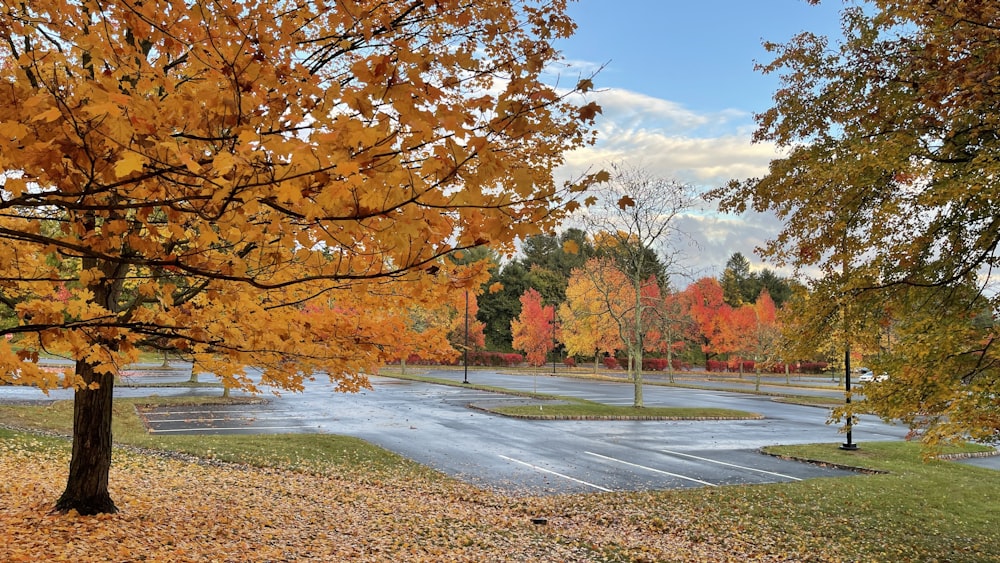 a road with trees on either side