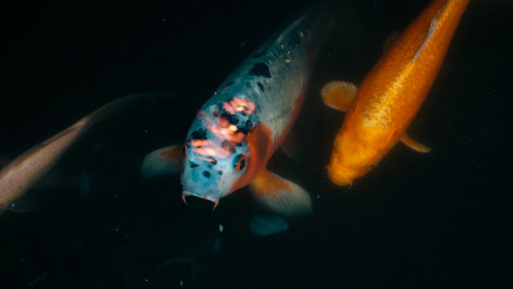 a fish swimming in water