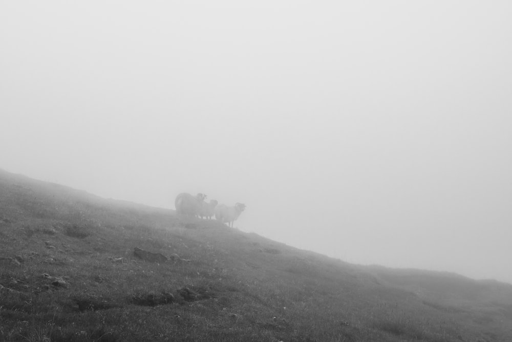 a group of horses on a hill