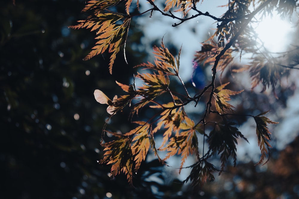 a close up of some leaves