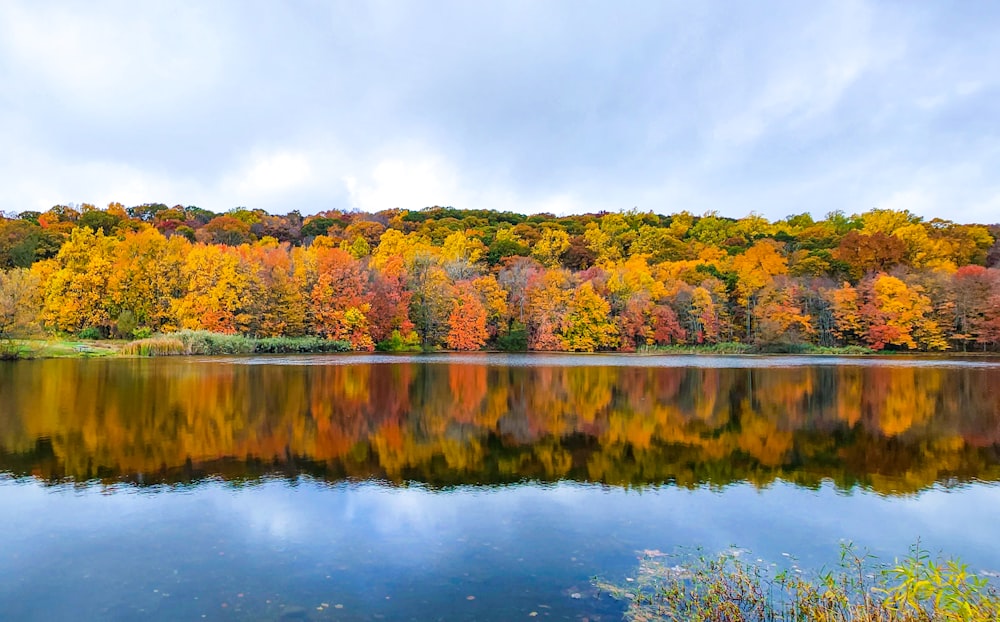 a body of water with trees around it