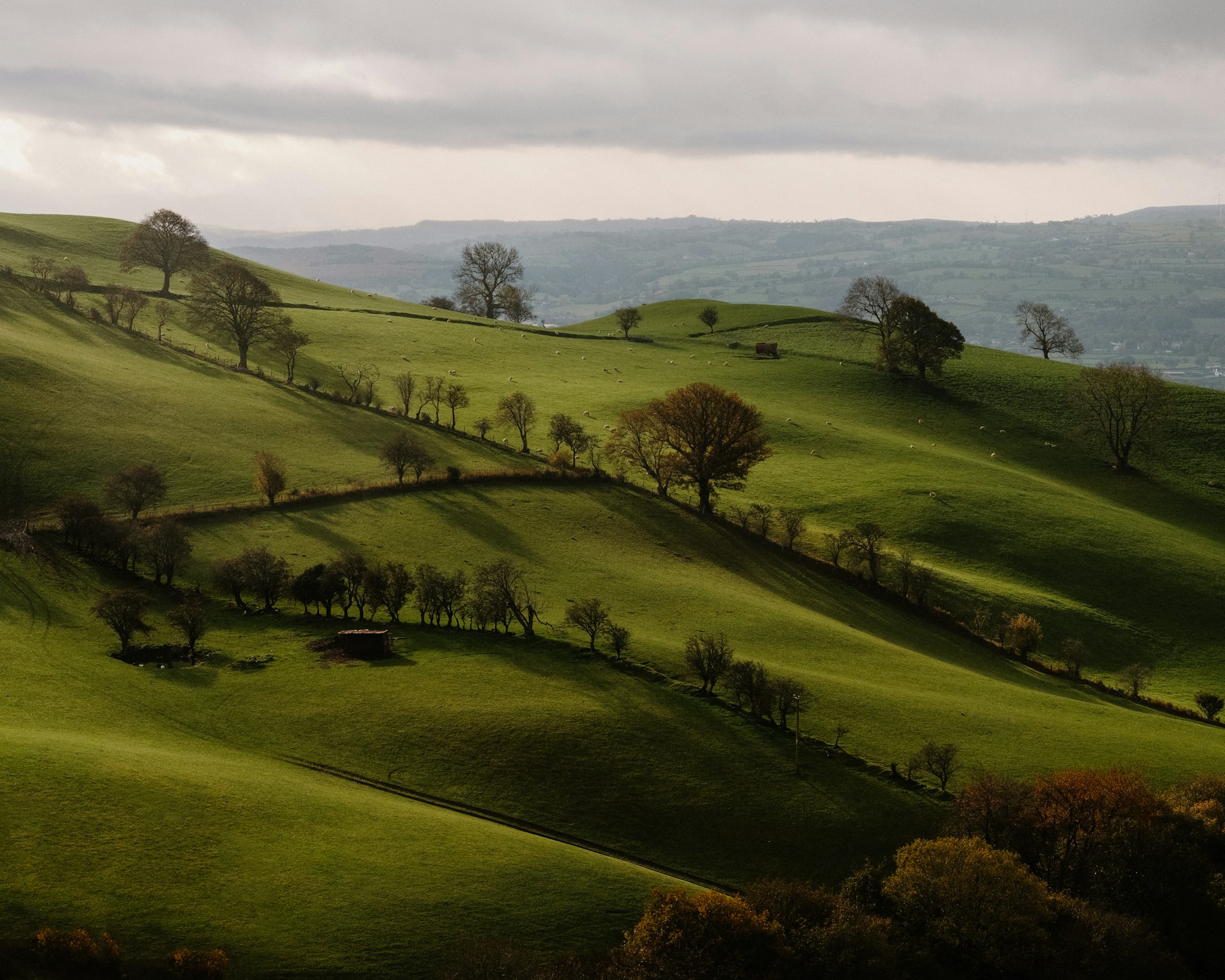 a landscape with trees and grass