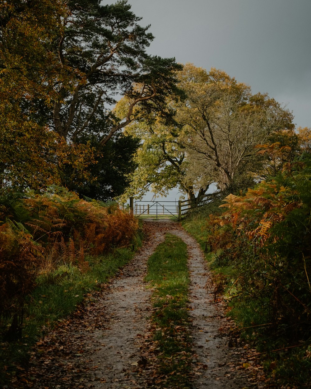 a dirt road with trees on either side of it