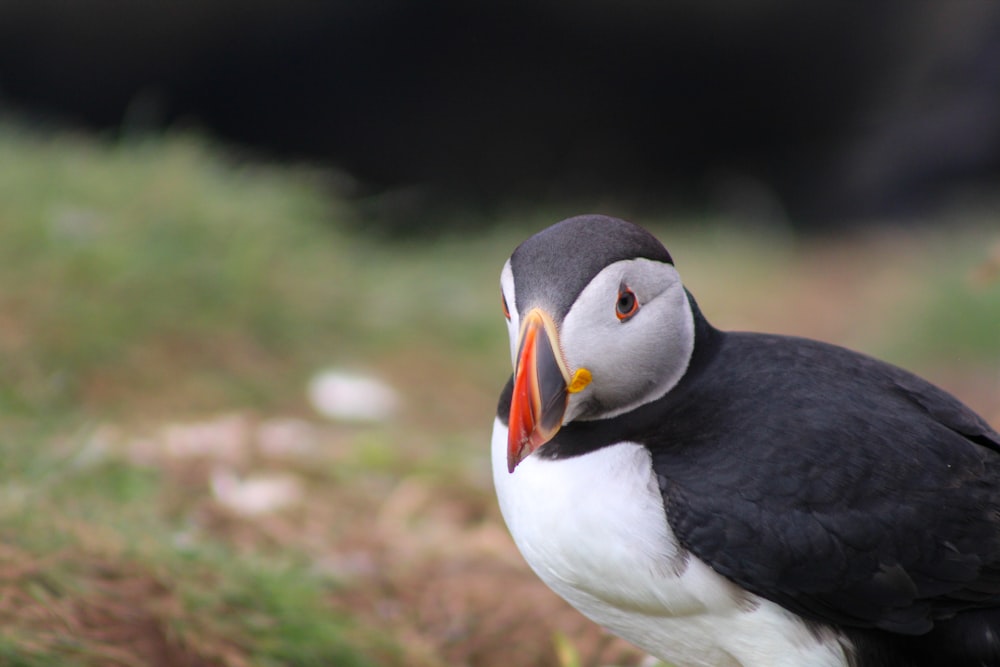 a bird with a yellow beak