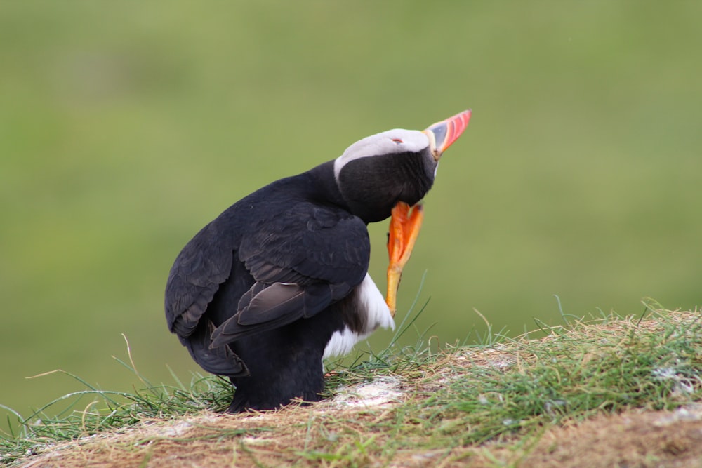 a bird with a long beak