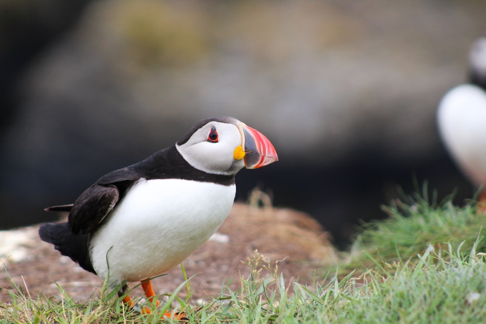 Un pájaro con un pico colorido