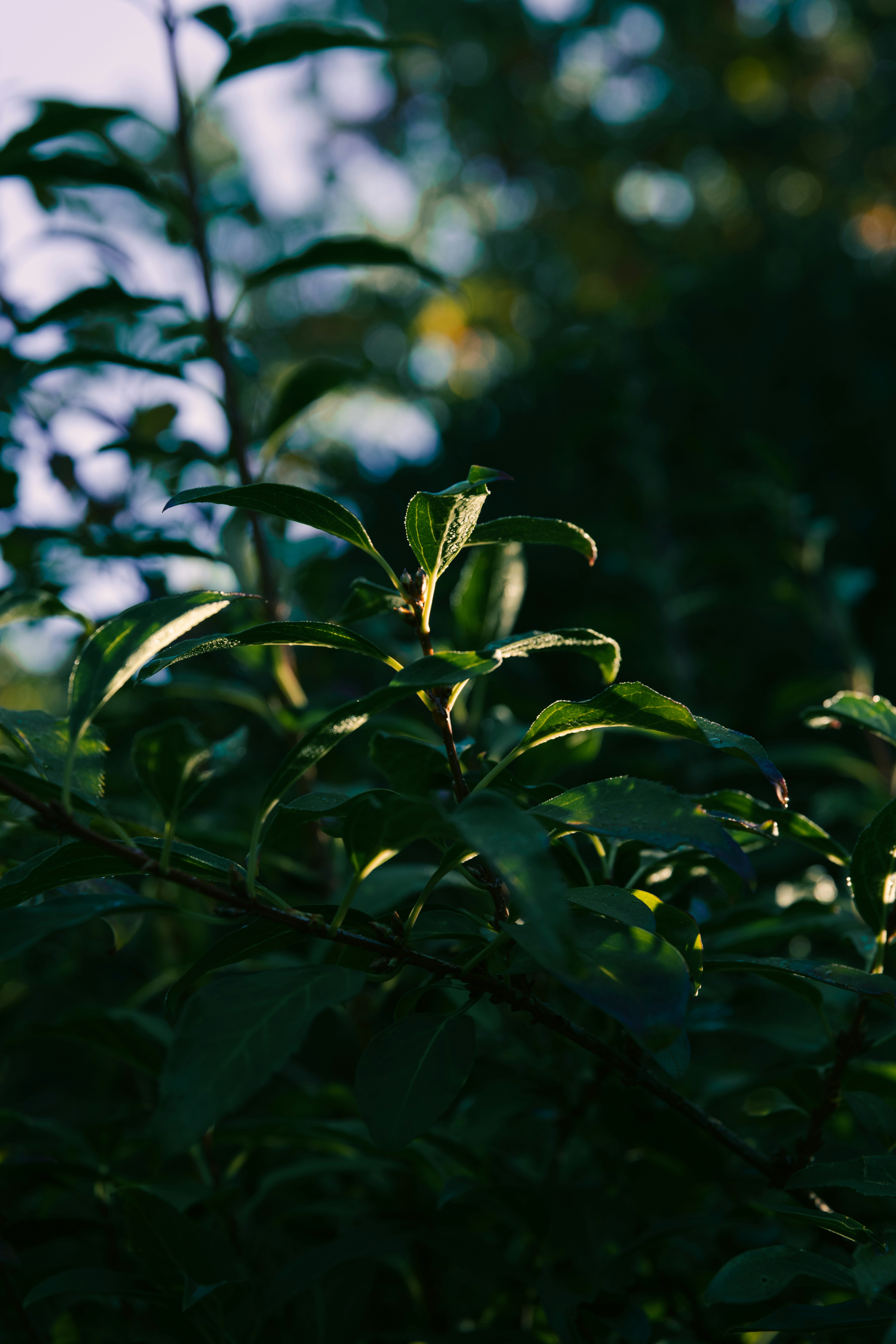 Photo by aarondepelsmaeker