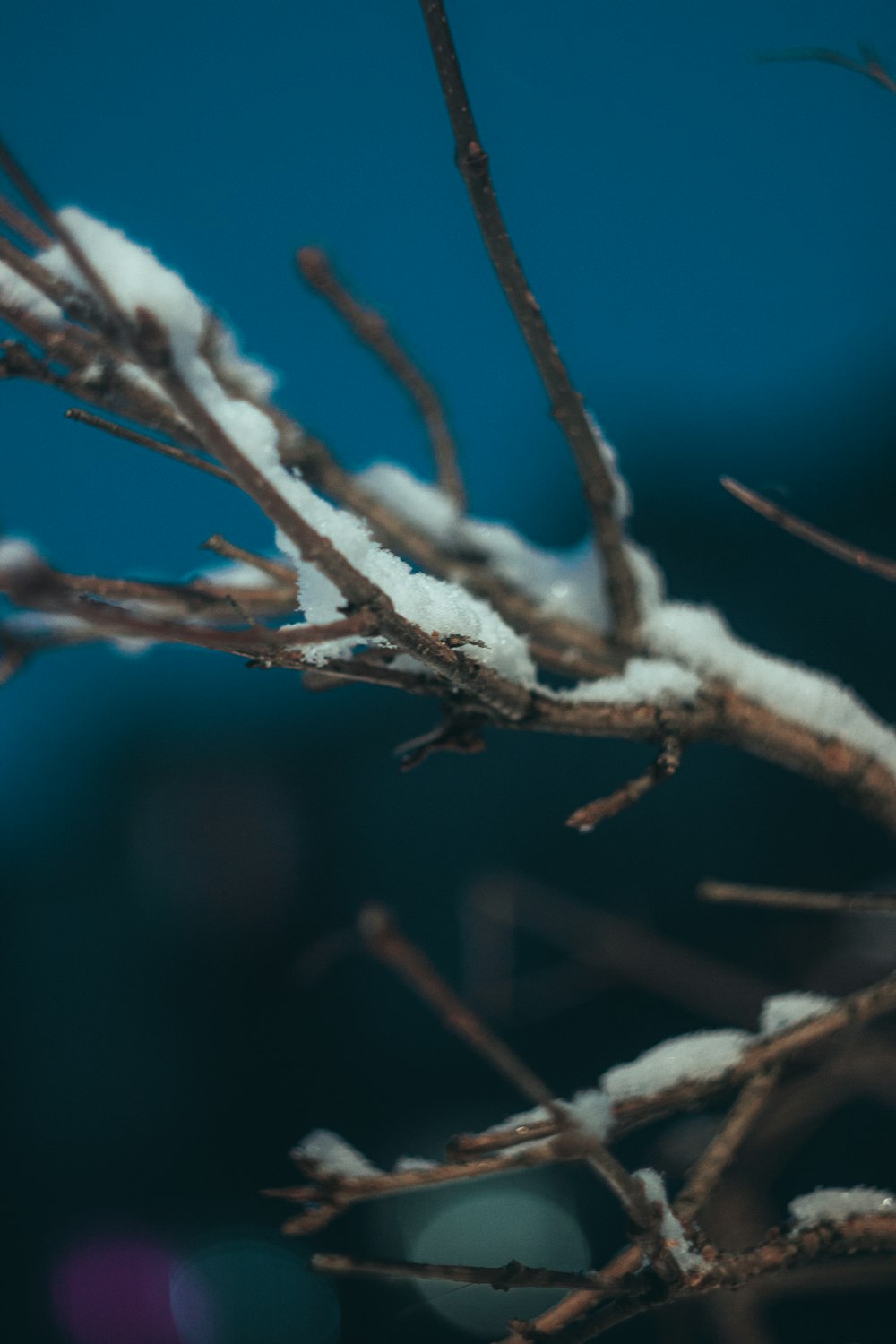 close up of a branch