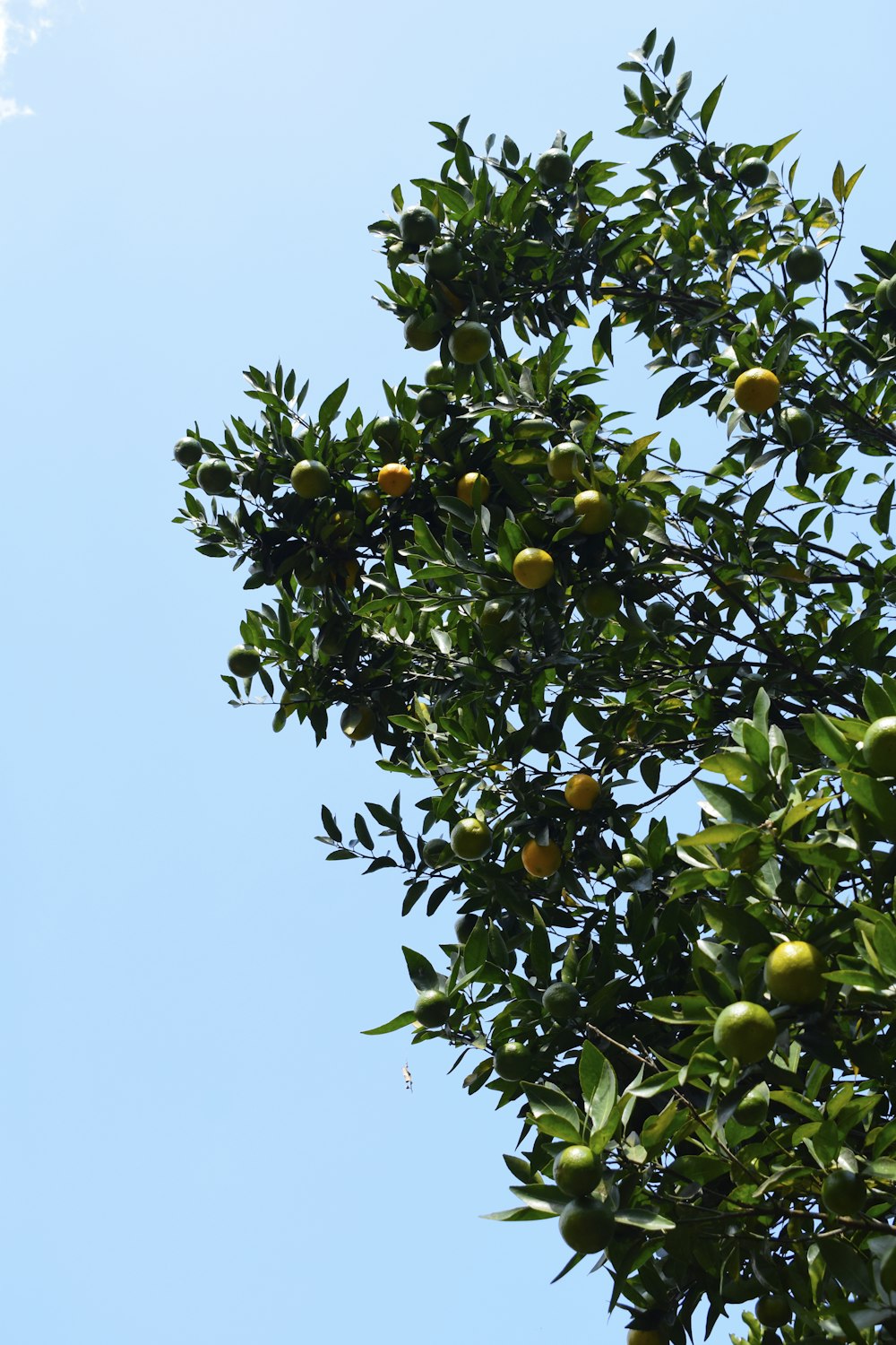 a tree with fruits on it