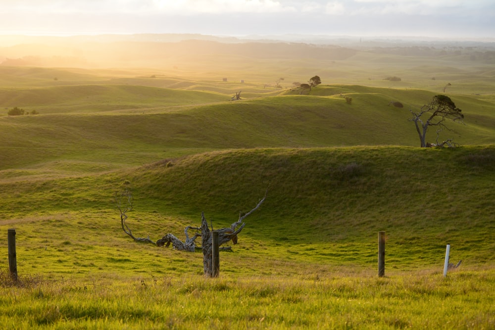 a grassy field with a fence and trees