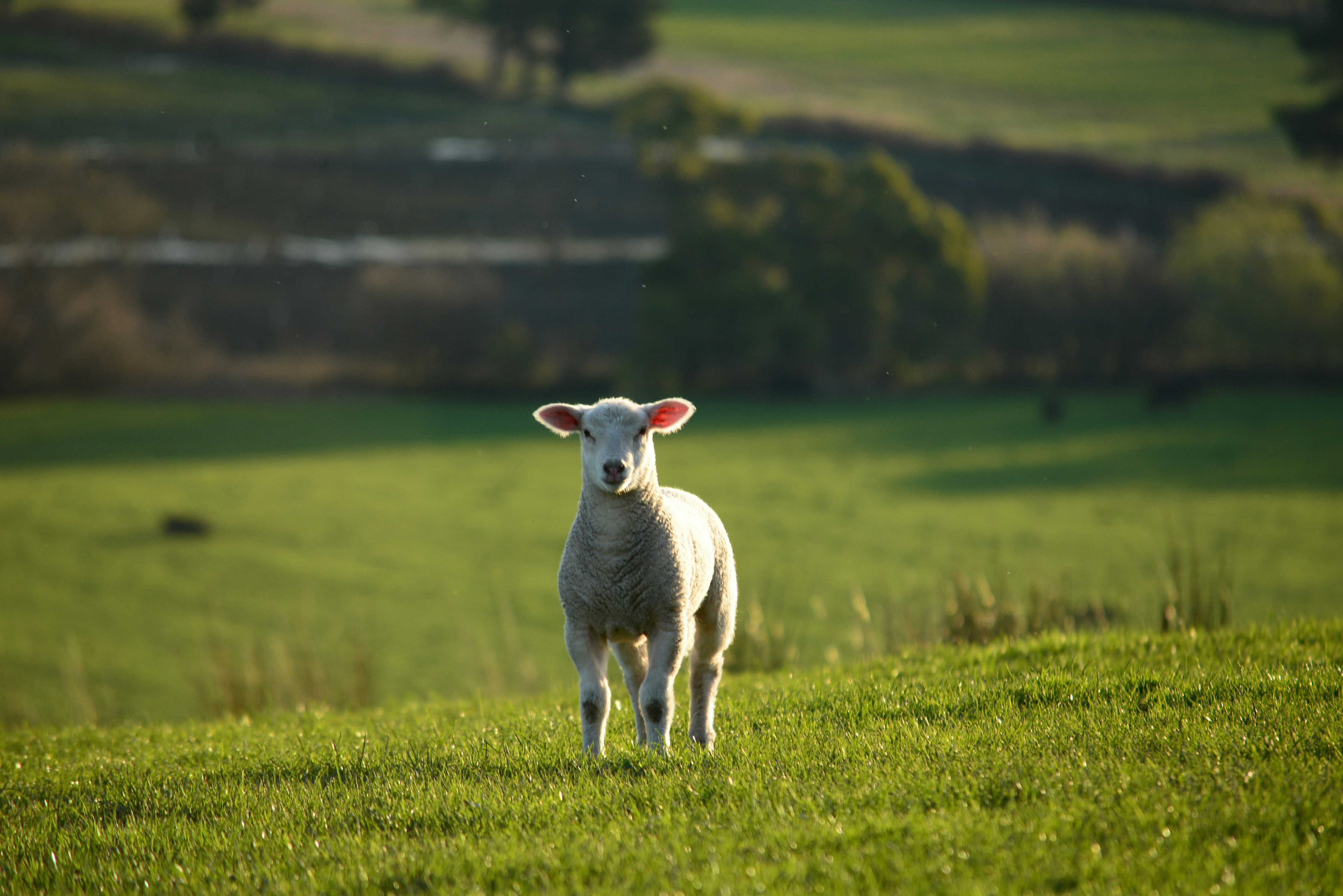 I am the Lamb of God.