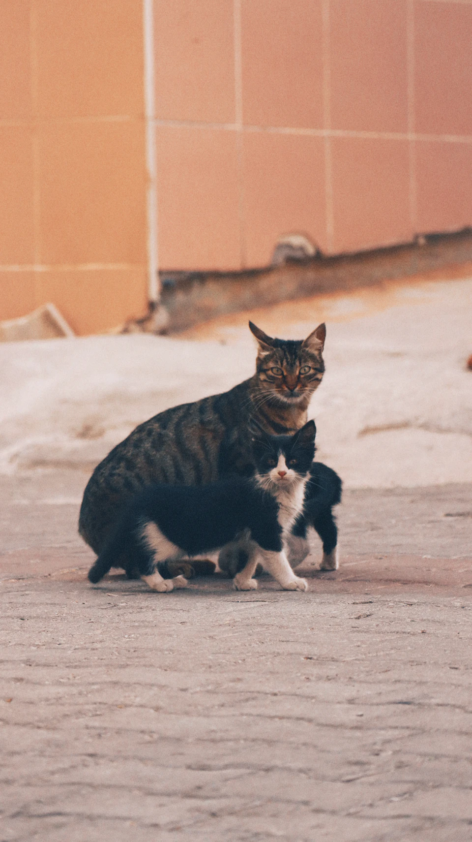 Mother cat and two kittens stand on brick sidewalk, facing the viewer together