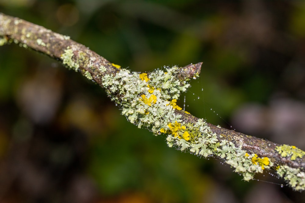 a close up of a branch with yellow flowers on it