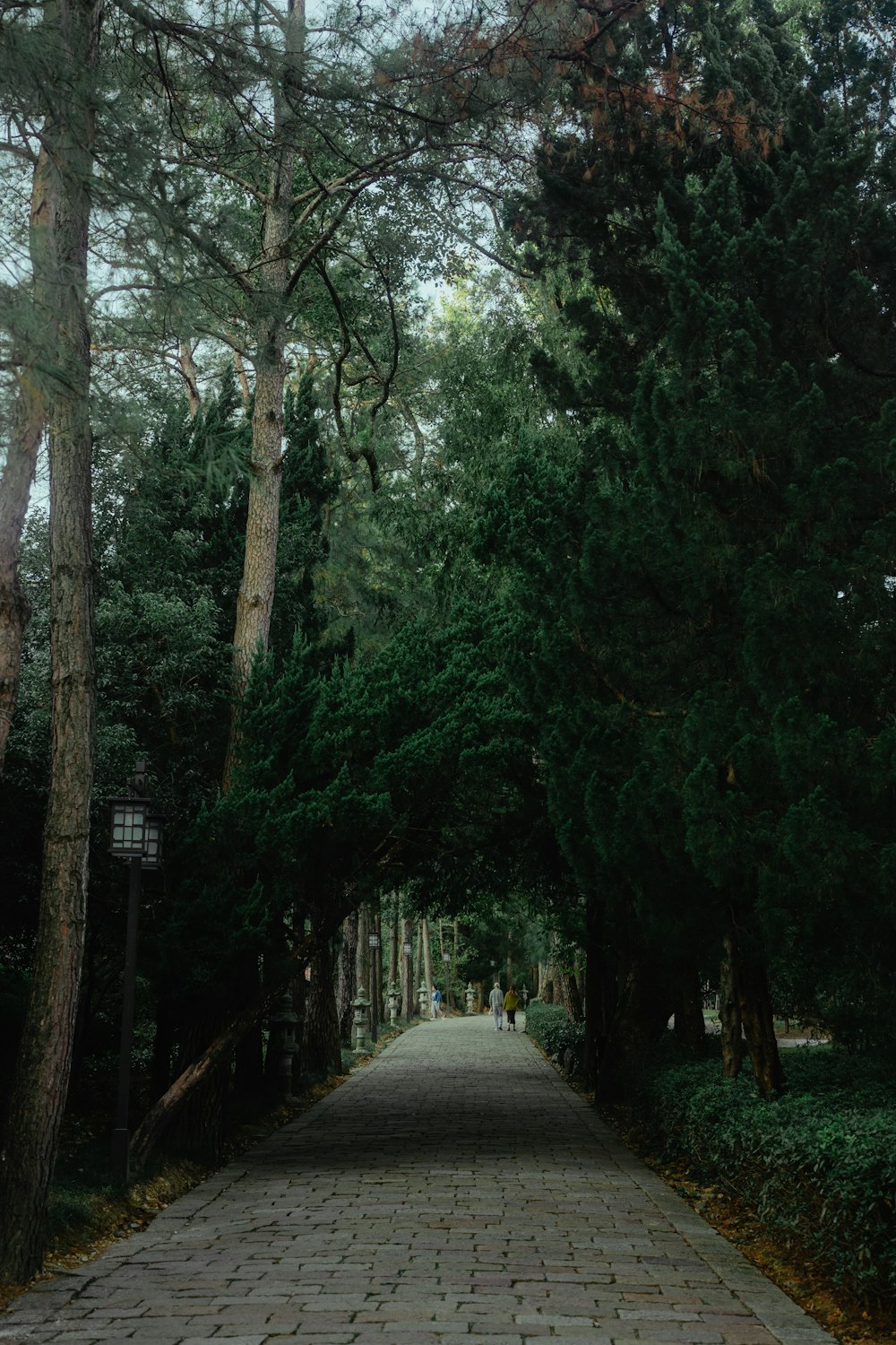 a path through a forest