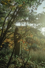 A peaceful scene of a person reflecting quietly in nature, surrounded by trees and soft sunlight.